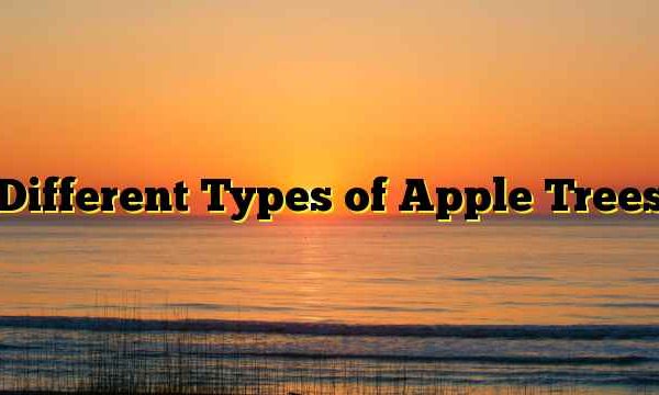 Different Types of Apple Trees