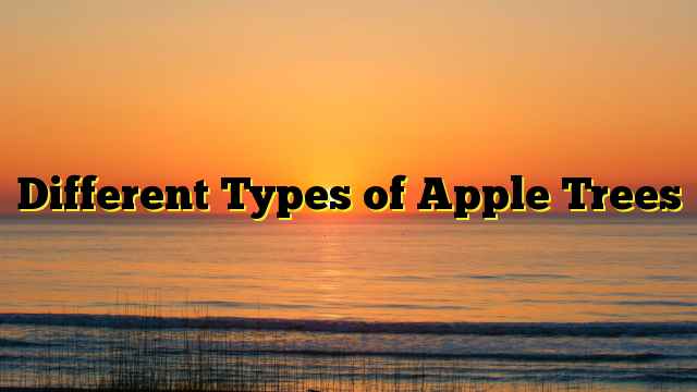 Different Types of Apple Trees