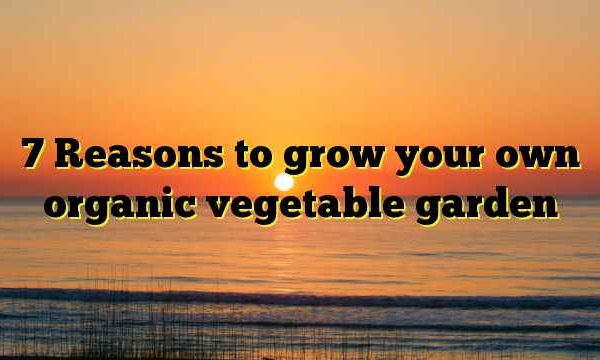 7 Reasons to grow your own organic vegetable garden
