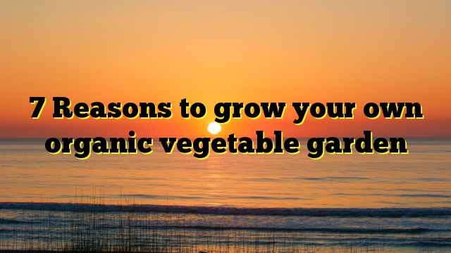 7 Reasons to grow your own organic vegetable garden